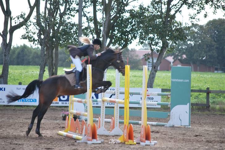 Hollandsk Sportspony Lm's Paturijn (krumme) billede 1