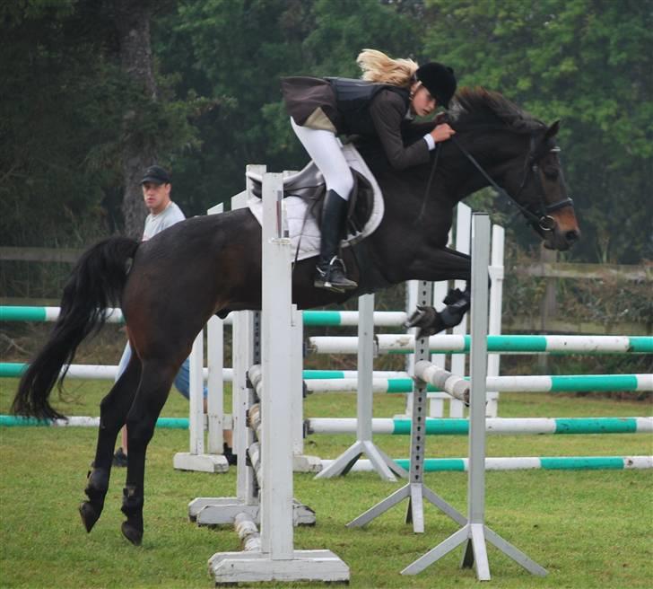 Hollandsk Sportspony Lm's Paturijn (krumme) billede 2