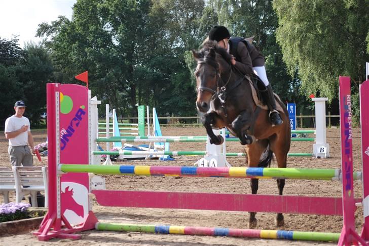 Hollandsk Sportspony Lm's Paturijn (krumme) billede 3