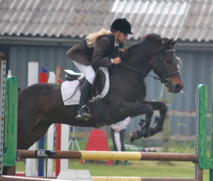 Hollandsk Sportspony Lm's Paturijn (krumme) billede 4