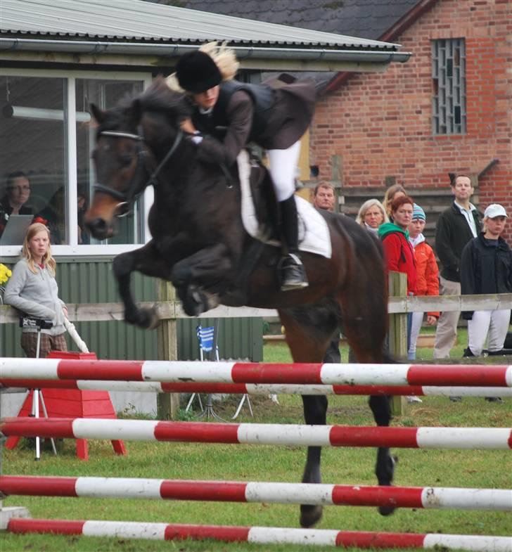 Hollandsk Sportspony Lm's Paturijn (krumme) billede 5
