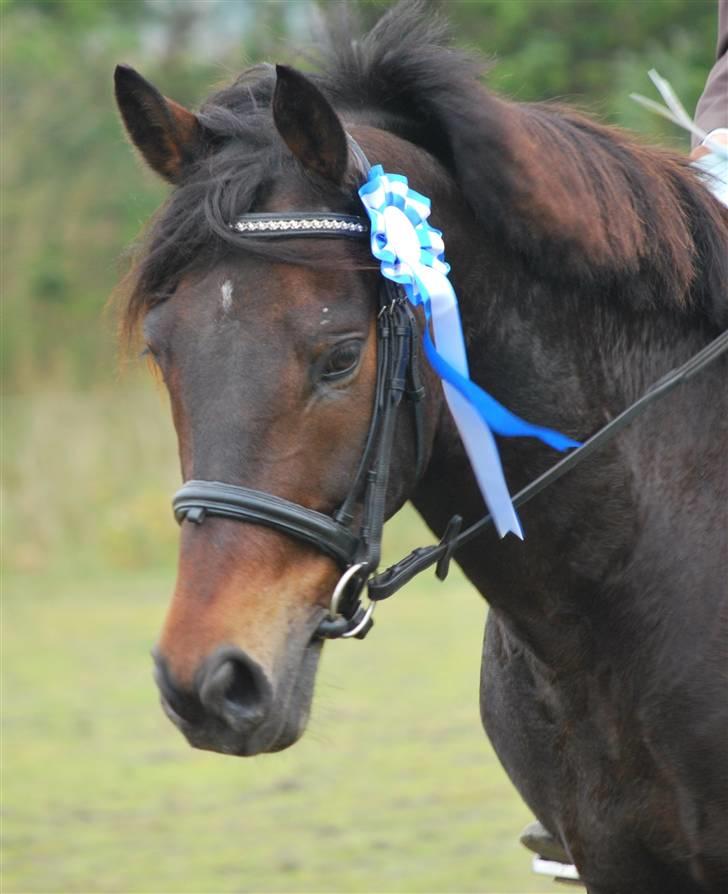Hollandsk Sportspony Lm's Paturijn (krumme) billede 6