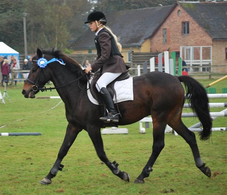 Hollandsk Sportspony Lm's Paturijn (krumme) billede 7