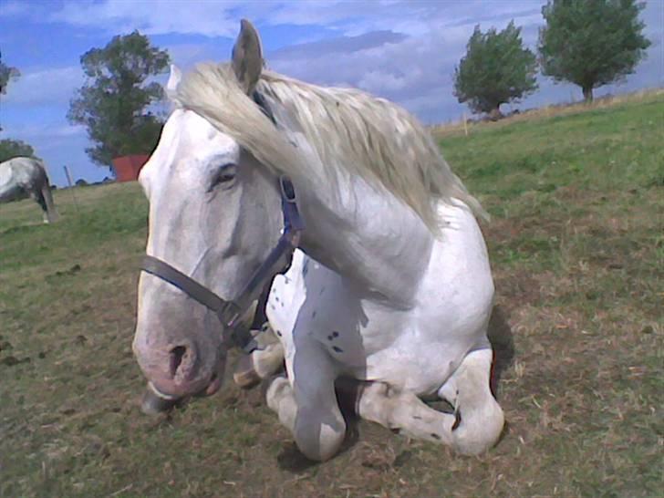 Knabstrupper Chico Dot DK - Hallo jeg sover, lad mig være, gider ikke slæbe på dig... GÅ billede 18