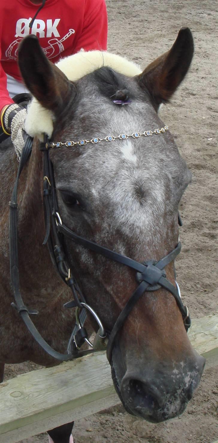 Knabstrupper gipsy (gamle part) - GIPSY :D billede 16