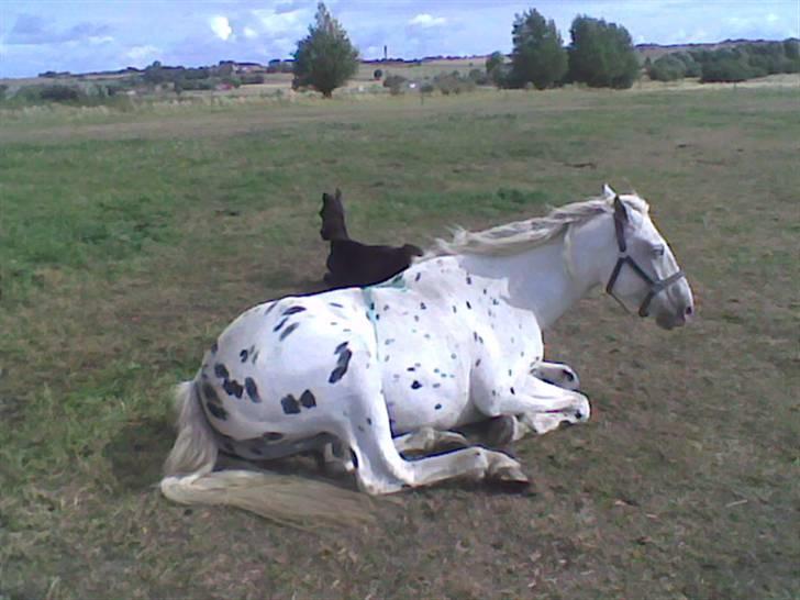 Knabstrupper Chico Dot DK - Livet er herligt og føl er søde at putte med :-) billede 19