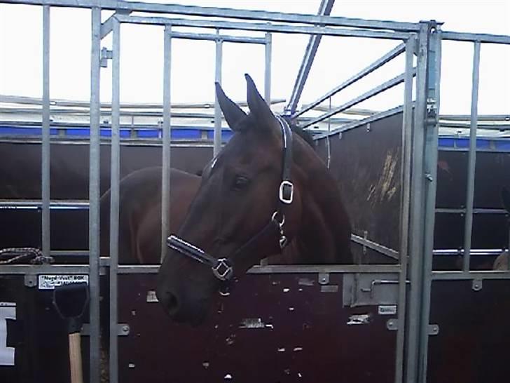 Dansk Varmblod Silva Bakkely <3  - Silva til dyreskue. billede 8