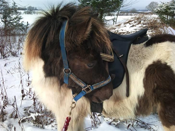 Islænder Lárus fra Wallebogaard - Første gang med saddel, og han er kun 1½ år..<3 Foto: Michelle  billede 4