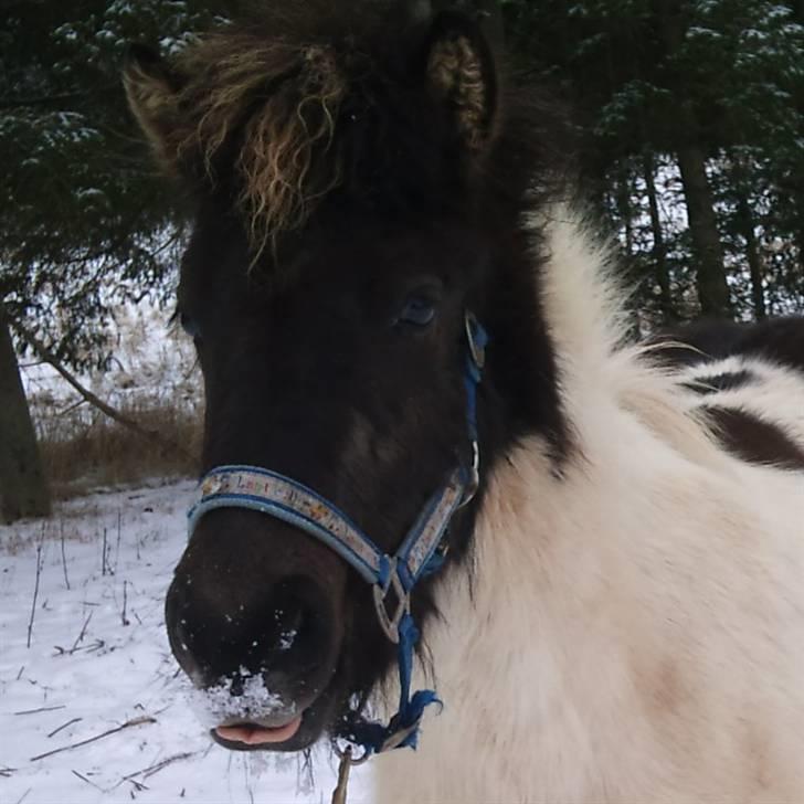 Islænder Lárus fra Wallebogaard - MMmmmMmm.. sneen er lækker.<3 XD   Foto: Michelle billede 5