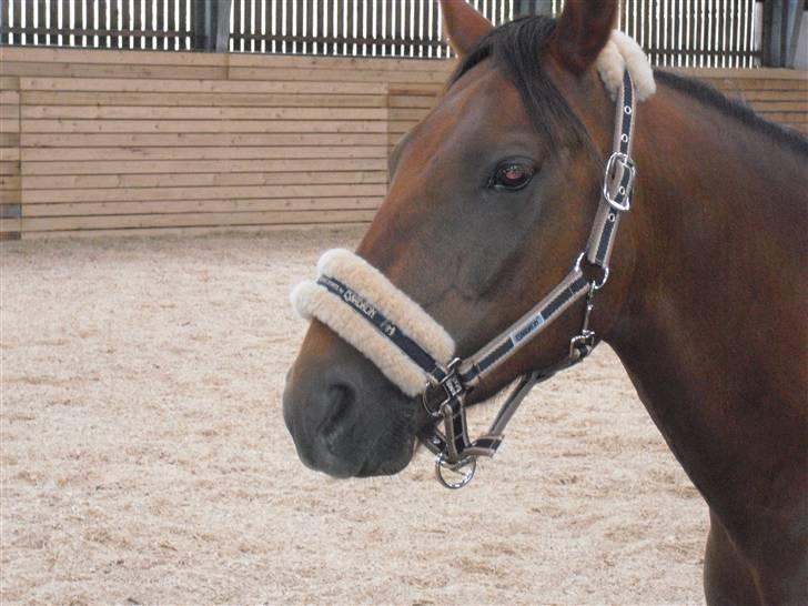 New Forest Sheridon - efter mit sidste stævne i langesø engnens rideklub.. billede 18