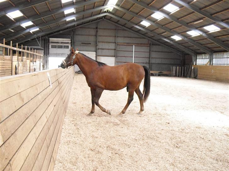 New Forest Sheridon - hygge efter mit sidste stævne i langeså engnens rideklub billede 19