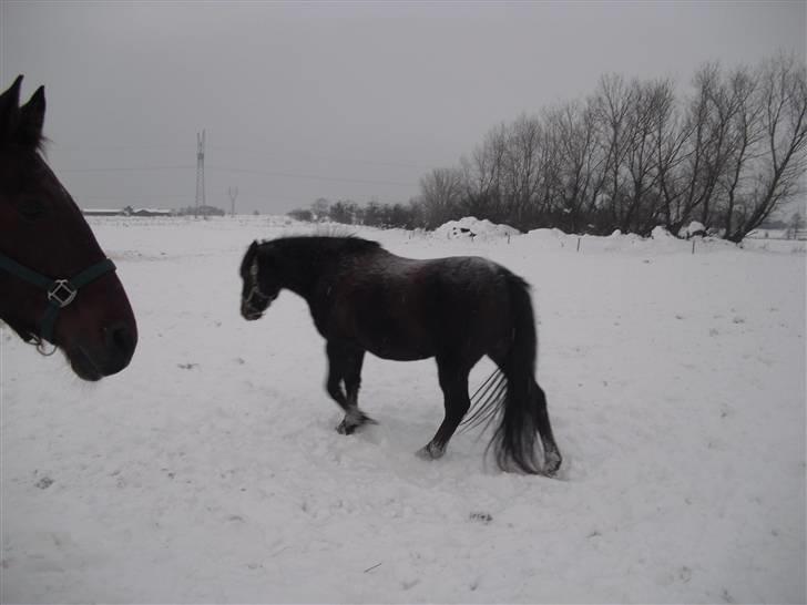New Forest Sheridon - så siger vi farvel læg gerne en komentar og bedømmelse :D billede 20