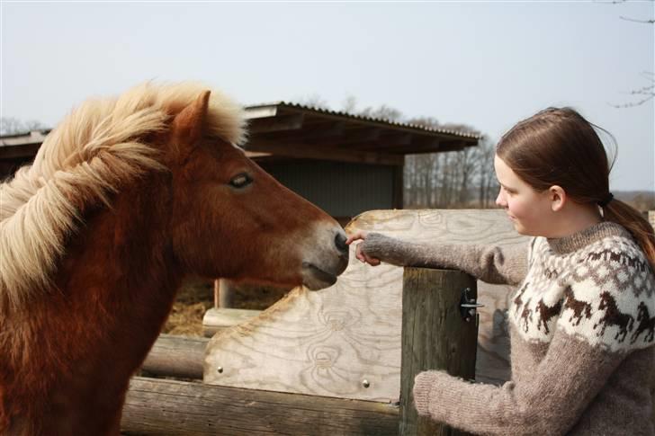 Islænder Glaðnir Fra Sentved - 20* Da jeg var ude og kigge på ham <3 - Photo Ragnhildur Jósefsdóttir ;)<3 billede 20