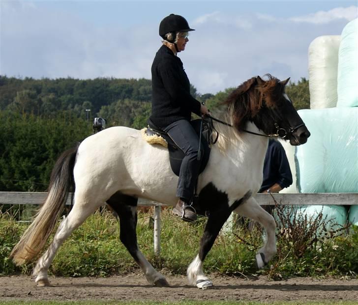 Islænder Hatta fra Rønnekildegaard - d. 12 sep 09 til sit andet stævne T.8 billede 20