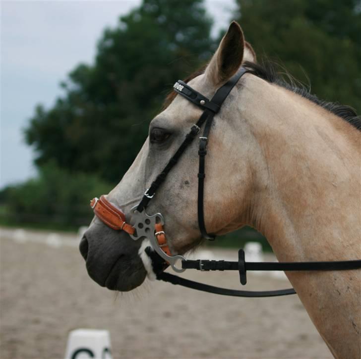 Quarter sunshine (part) - min smukke pony billede 1