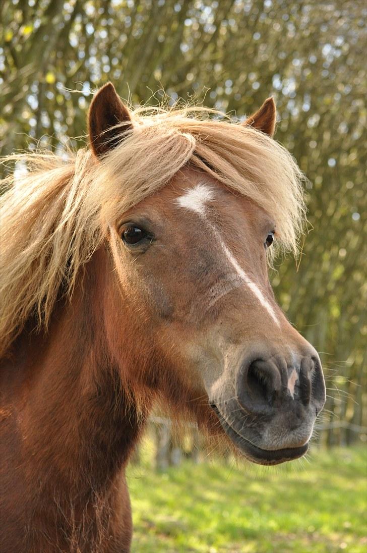 Anden særlig race Pjok - Velkommen til Pjoks side! Håber i kan lige ham :)  Smid gerne en kommentar! billede 1