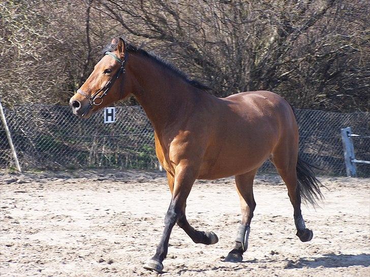 Anden særlig race » Akacie »Elsker dig <3 - 19) smukke pigen en løbe tur på banen <3 billede 19