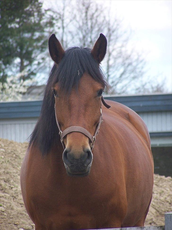 Anden særlig race » Akacie »Elsker dig <3 - 20) Min fede lille pony :D <3                      AKACIE jeg savner dig! ): <3 billede 20