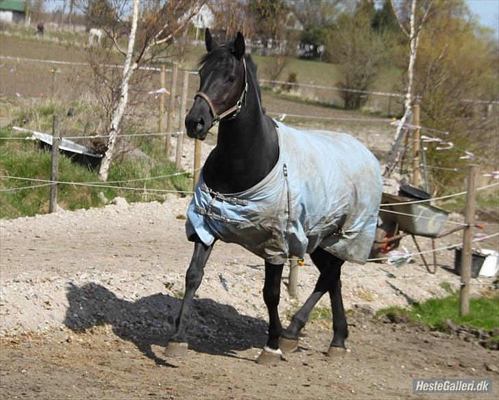 Anden særlig race miss money penny Rip <3  - fotograf: MC billede 5