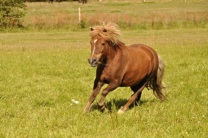 Anden særlig race Pjok - Pjok i galop - 5. sep. 2010 billede 2