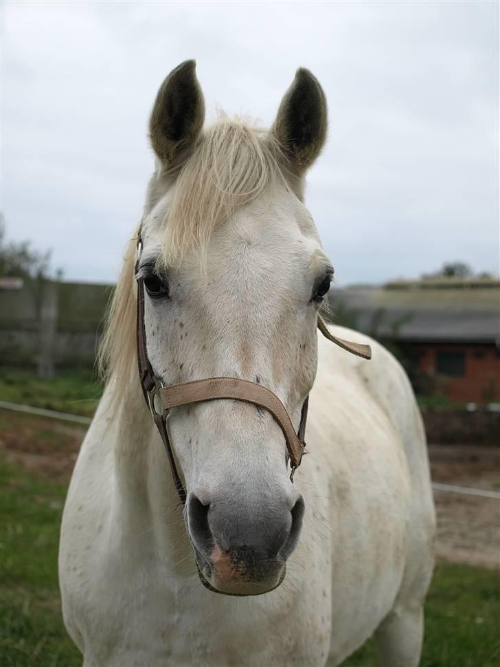 Arabisk fuldblod (OX) Legolas (1991-2014) - Min lille skat :o)))))))) billede 1