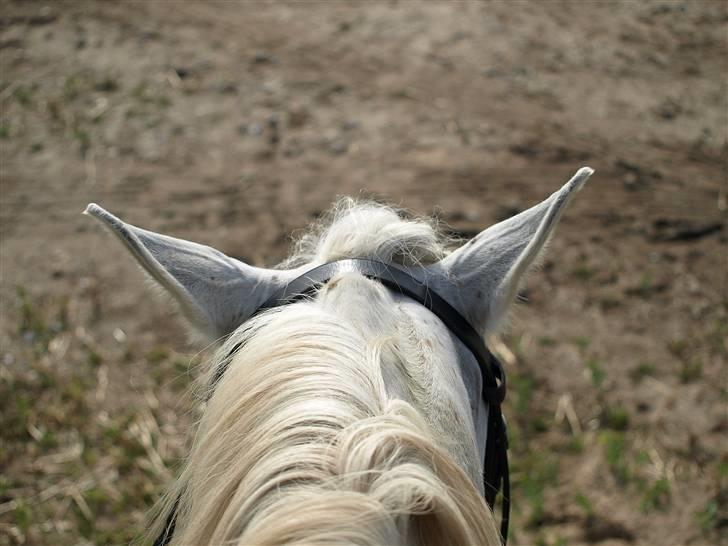 Arabisk fuldblod (OX) Legolas (1991-2014) - Billede taget mens jeg sidder på ham ;-) billede 2