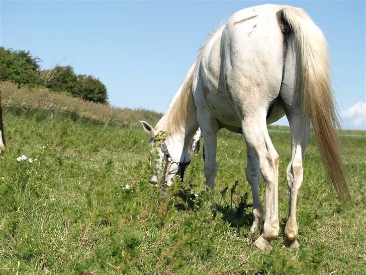 Arabisk fuldblod (OX) Legolas (1991-2014) - Numsen til - han e rblevet sparket ;-( billede 4