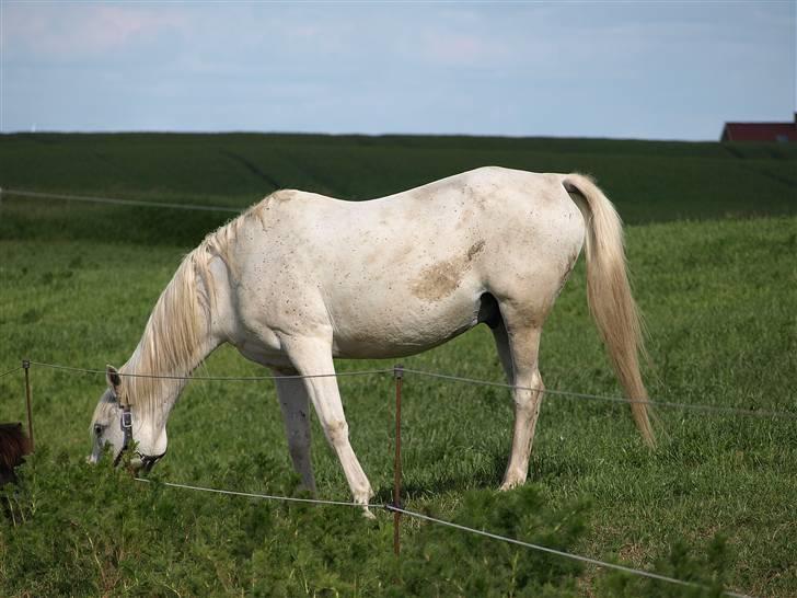 Arabisk fuldblod (OX) Legolas (1991-2014) - Smukke, beskidte, Lulle har trillet sig :-) billede 5