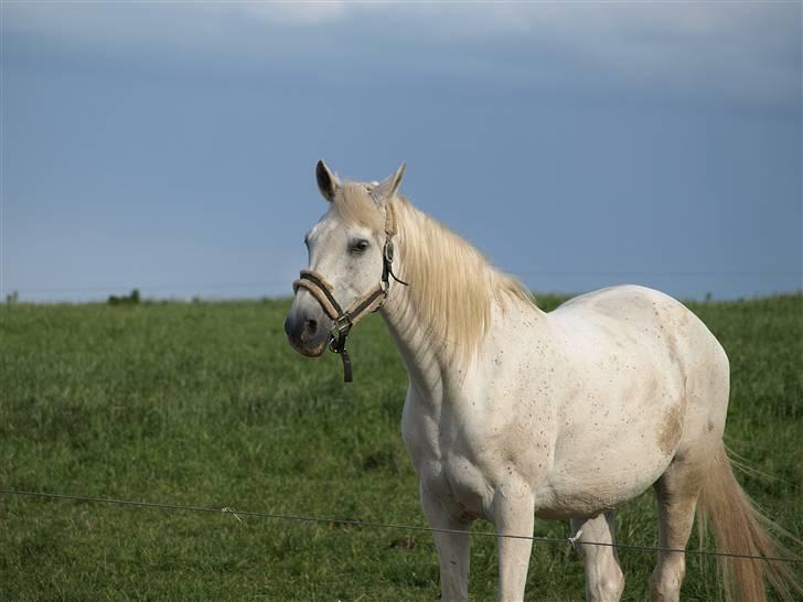 Arabisk fuldblod (OX) Legolas (1991-2014) - "Jeg kigger lige" billede 6
