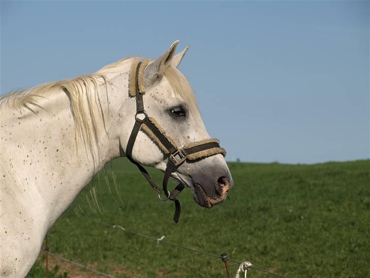 Arabisk fuldblod (OX) Legolas (1991-2014) - "Er jeg ikke smuk?" billede 7