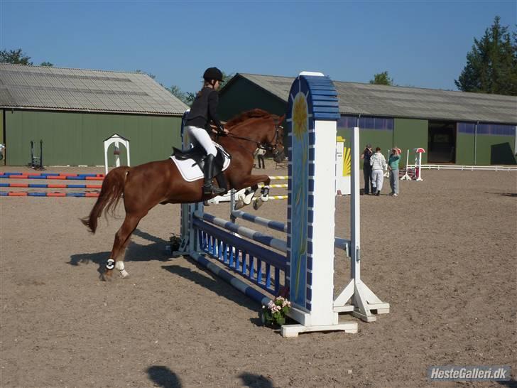 New Forest / Araber | Silas <3 - STRK 20/9 <3 første udestævne med min seje lille putte <3 billede 15