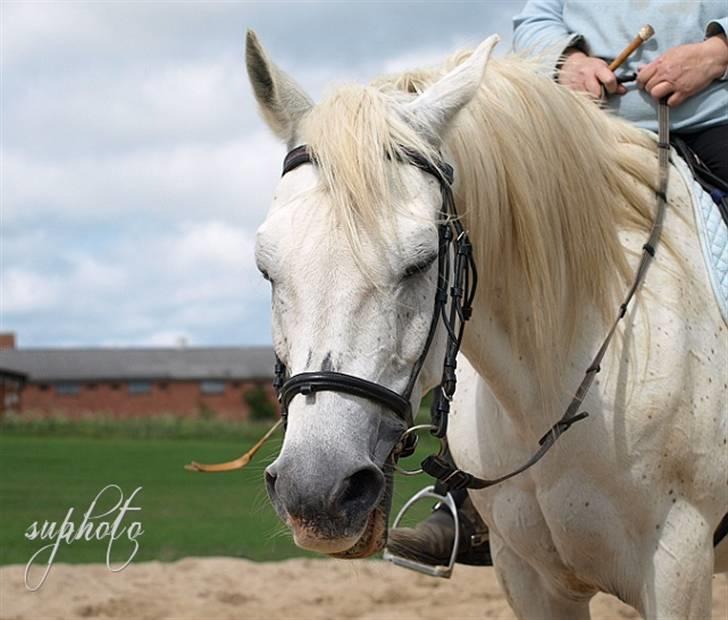 Arabisk fuldblod (OX) Legolas (1991-2014) - *blink blink* billede 10
