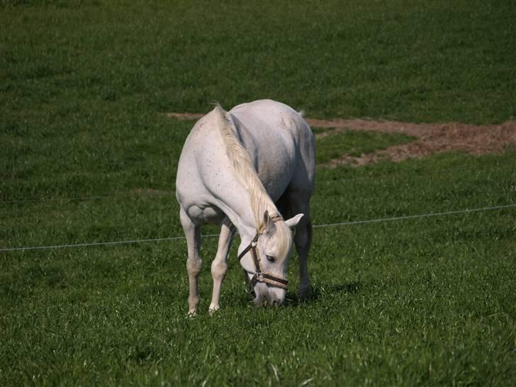 Arabisk fuldblod (OX) Legolas (1991-2014) - Han står lige så fin og græsser.... billede 11
