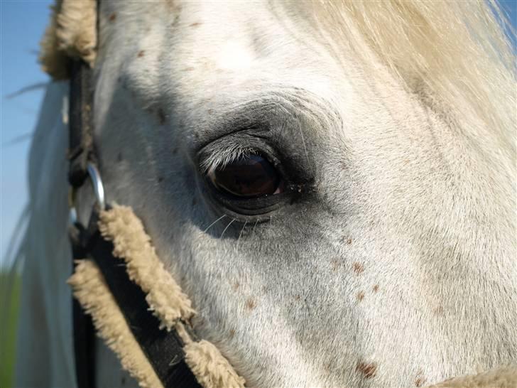 Arabisk fuldblod (OX) Legolas (1991-2014) - Lulle´s øje billede 13
