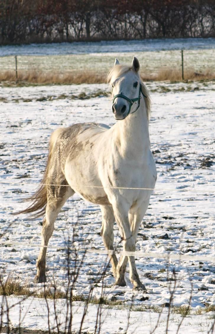 Arabisk fuldblod (OX) Legolas (1991-2014) - Lulle traver i sneén billede 15