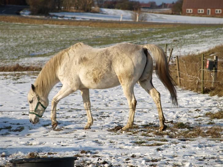 Arabisk fuldblod (OX) Legolas (1991-2014) - Snuser lidt.. billede 16