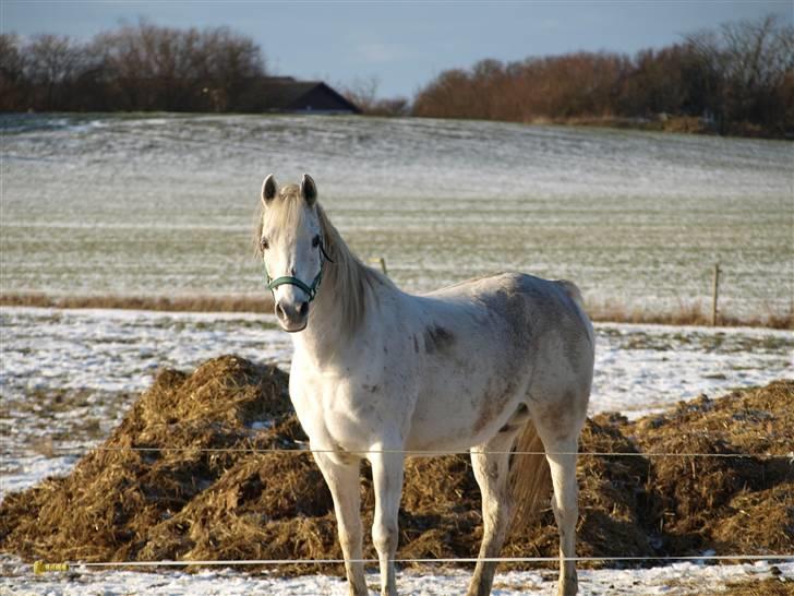 Arabisk fuldblod (OX) Legolas (1991-2014) - "Ej, Nanna, tger du billeder af mig, når jeg er så beskidt?" billede 17