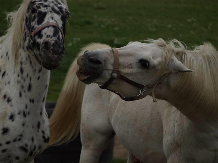Arabisk fuldblod (OX) Legolas (1991-2014) - Lulle, Ikke bid efter Annika!! billede 19