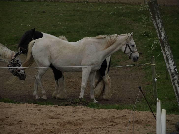 Arabisk fuldblod (OX) Legolas (1991-2014) - Åå, hvor fin :-)) billede 20