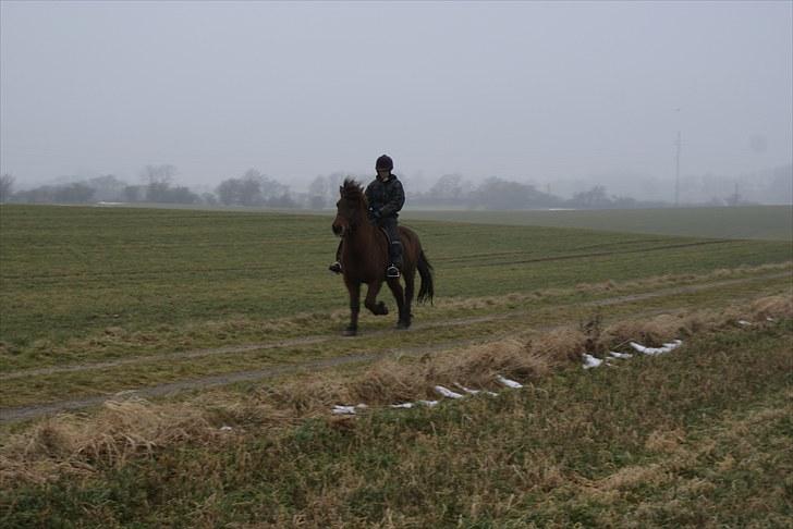 Islænder Sleipnir f Dyssemosen solgt - #1. nyt heii kig forbi Sleipnir profil billede 1