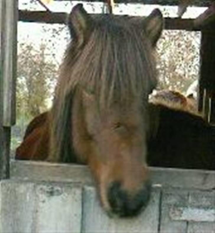 Islænder Sleipnir f Dyssemosen solgt - #2. kigger efter om der ikk kommer mad billede 2