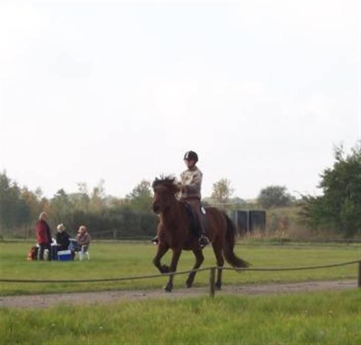 Islænder Sleipnir f Dyssemosen solgt - #3. i tölt til stævnet  billede 3