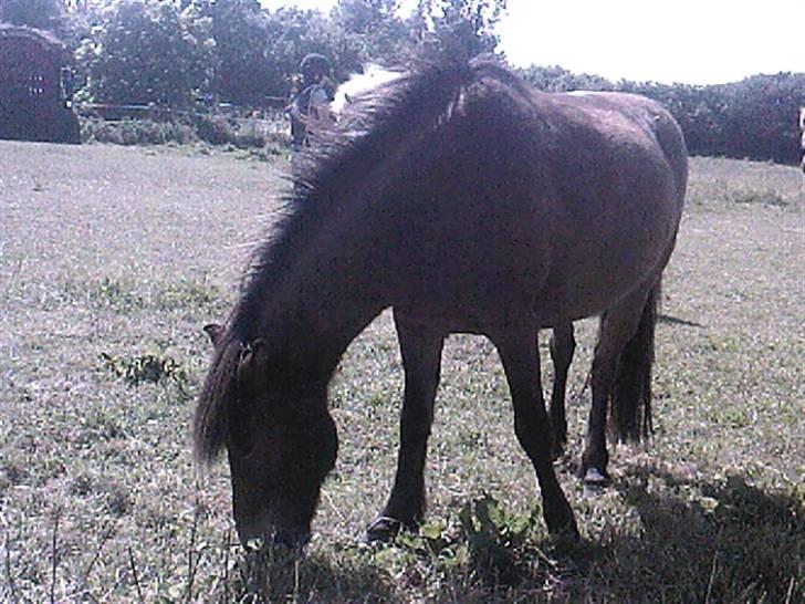 Islænder Sleipnir f Dyssemosen solgt - #4. æder en masse gæse mumz  billede 4