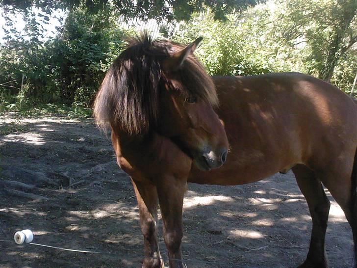 Islænder Sleipnir f Dyssemosen solgt - #5. kigger efter sine damer billede 5