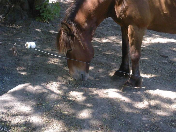 Islænder Sleipnir f Dyssemosen solgt - #6. prøver at finde noget mad billede 6