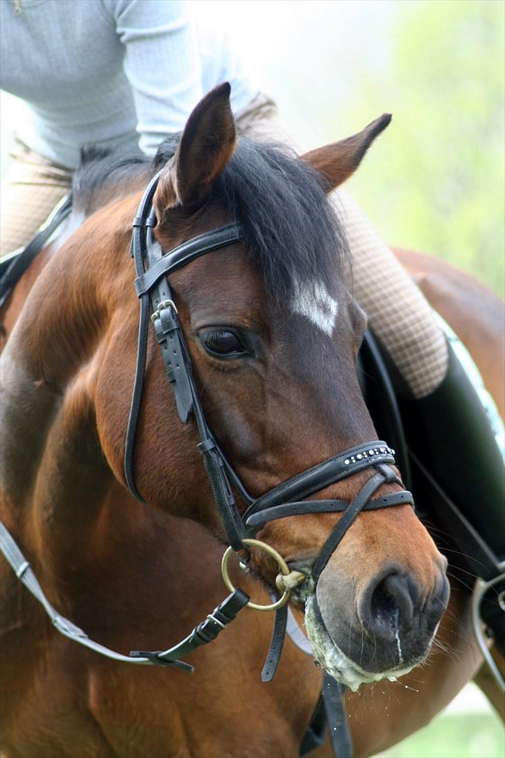 Anden særlig race Jessie Z (GAMLE PART )RIP - Tak fordi i kiggede, læg en bedømmelse og en kommentar. Træning d. 1 maj 2010. A FOTO billede 19