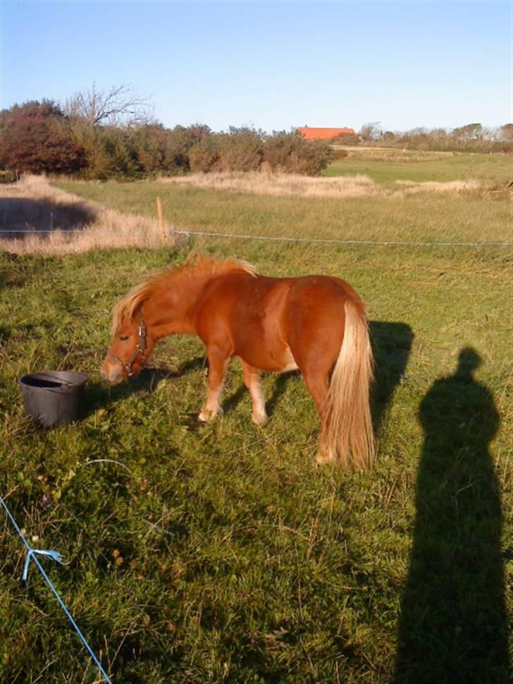 Shetlænder Svend billede 3