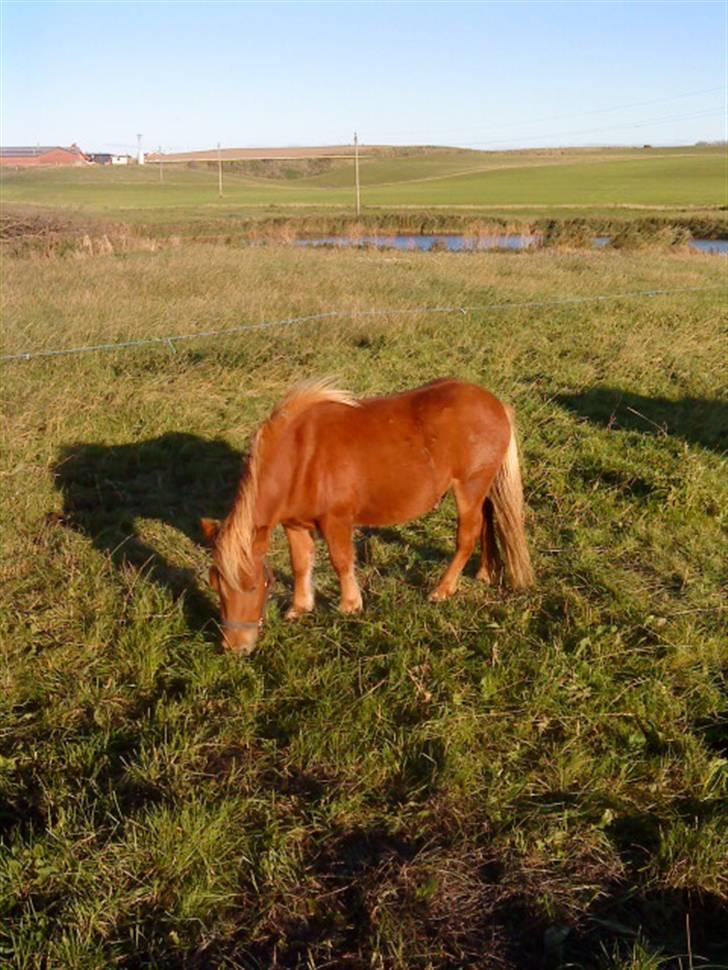 Shetlænder Svend billede 4