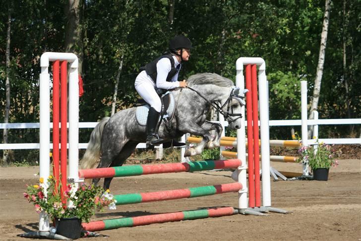 Welsh Mountain (sec A) Filur (Solgt) billede 1