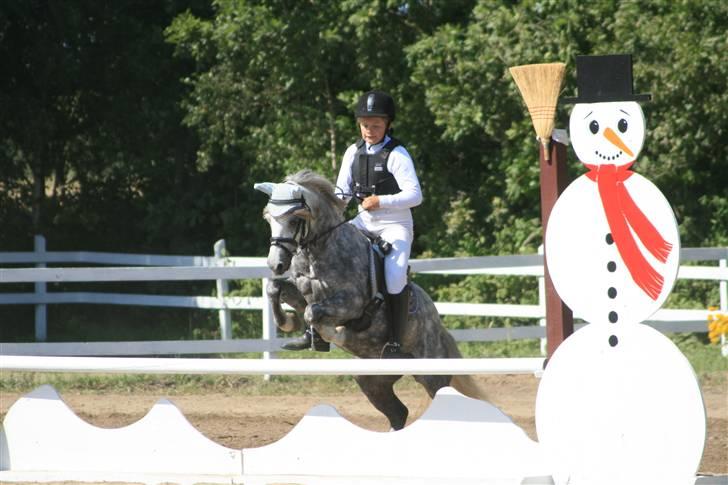 Welsh Mountain (sec A) Filur (Solgt) billede 2